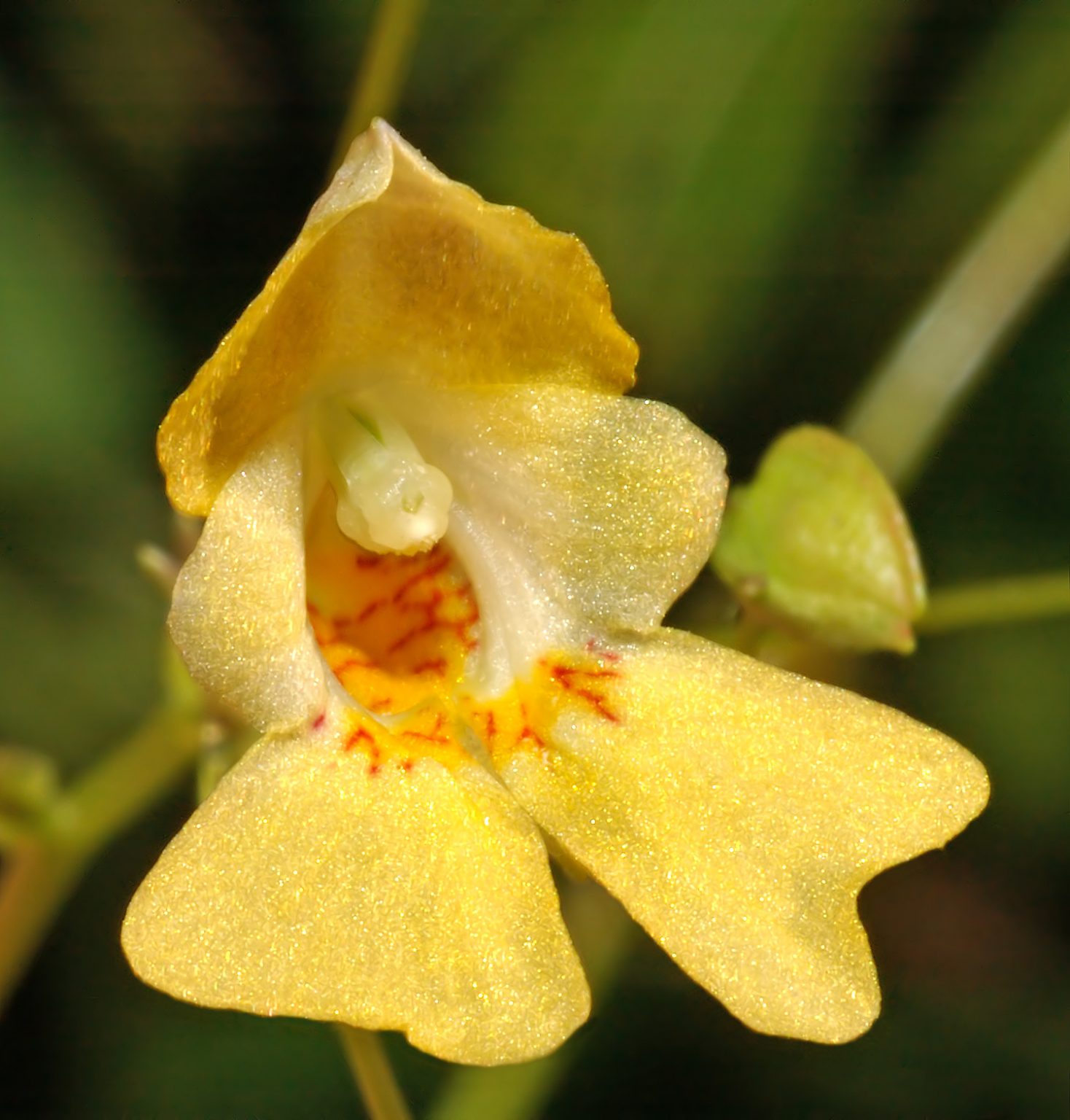 Impatiens parviflora © André Karwath - Base information espèces introduites