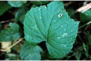 Vitis riparia - Base information espèces introduites