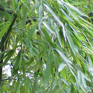 Phyllostachys_aurea0