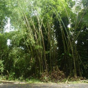 bambusa-vulgaris-2-t.-foch